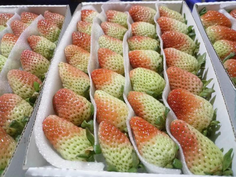 云南基地鲜草莓，品质保证，订单发货，货源稳定，