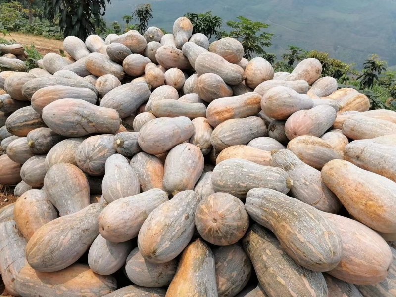 云南文山南瓜