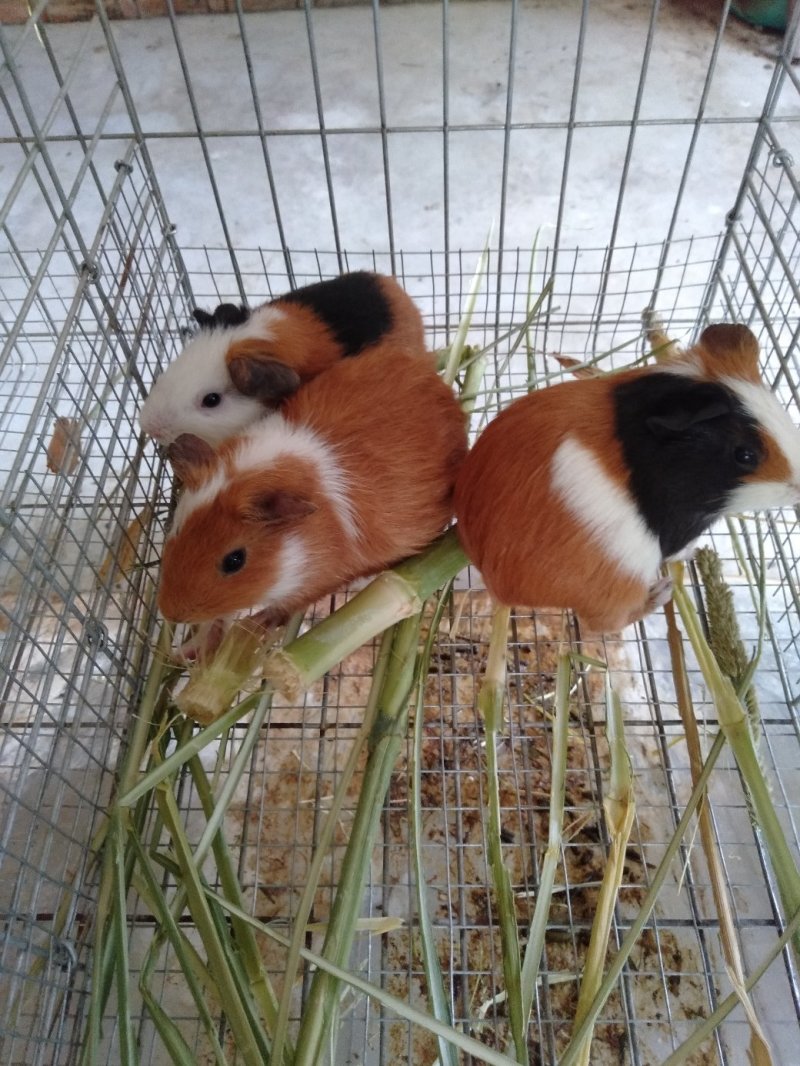 肉兔
