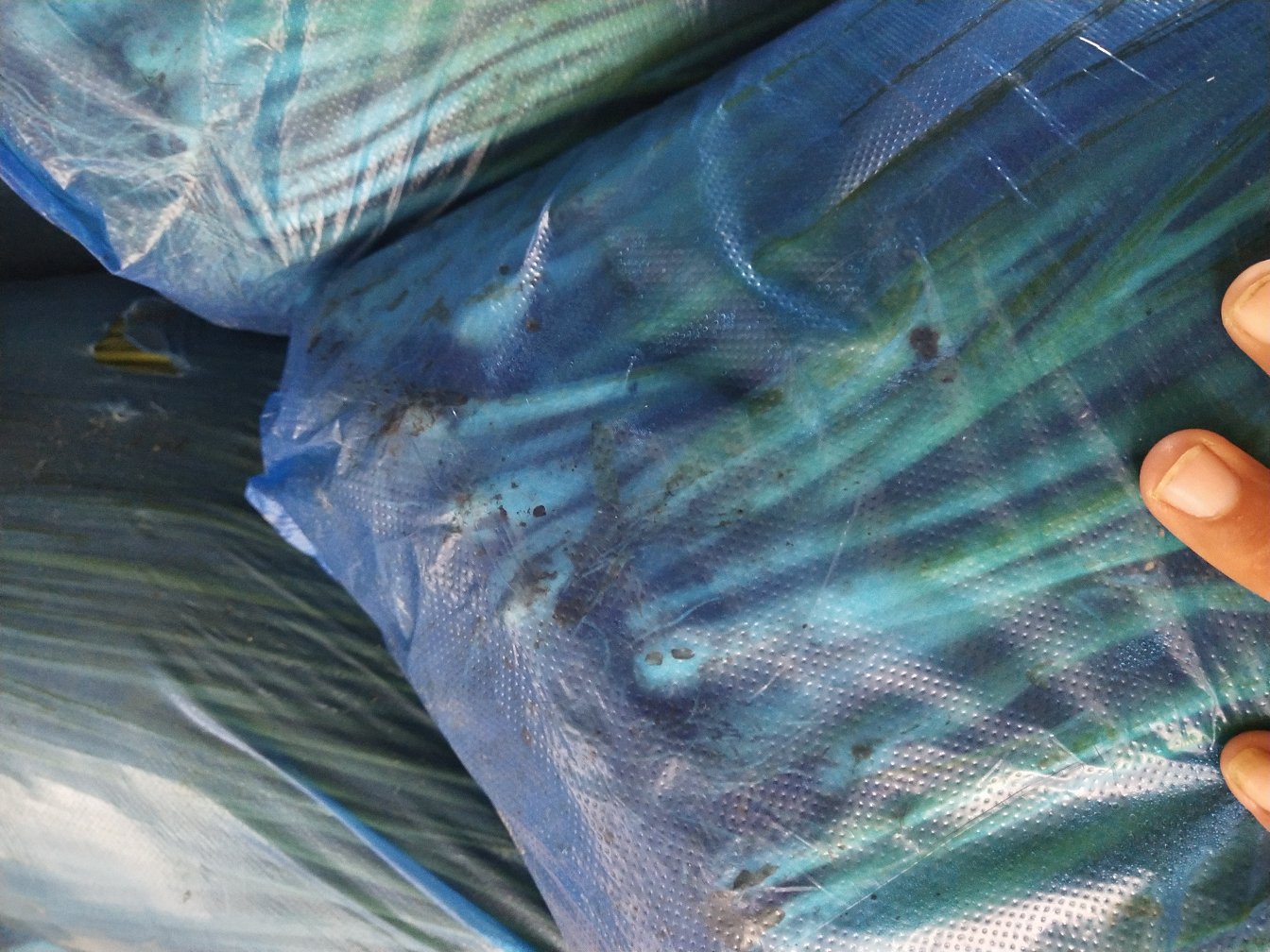 小葱冷藏保存方法示意图