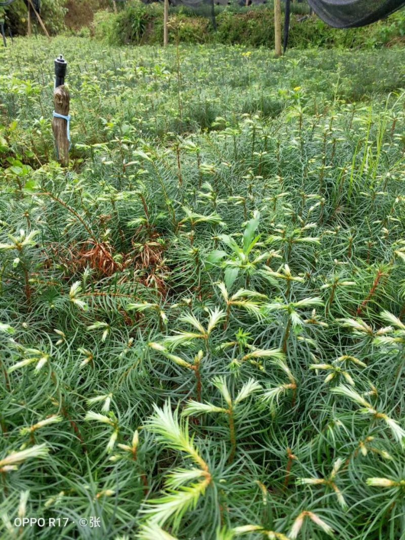 一年生杉树苗