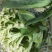 白面青梗松花菜有机花菜80