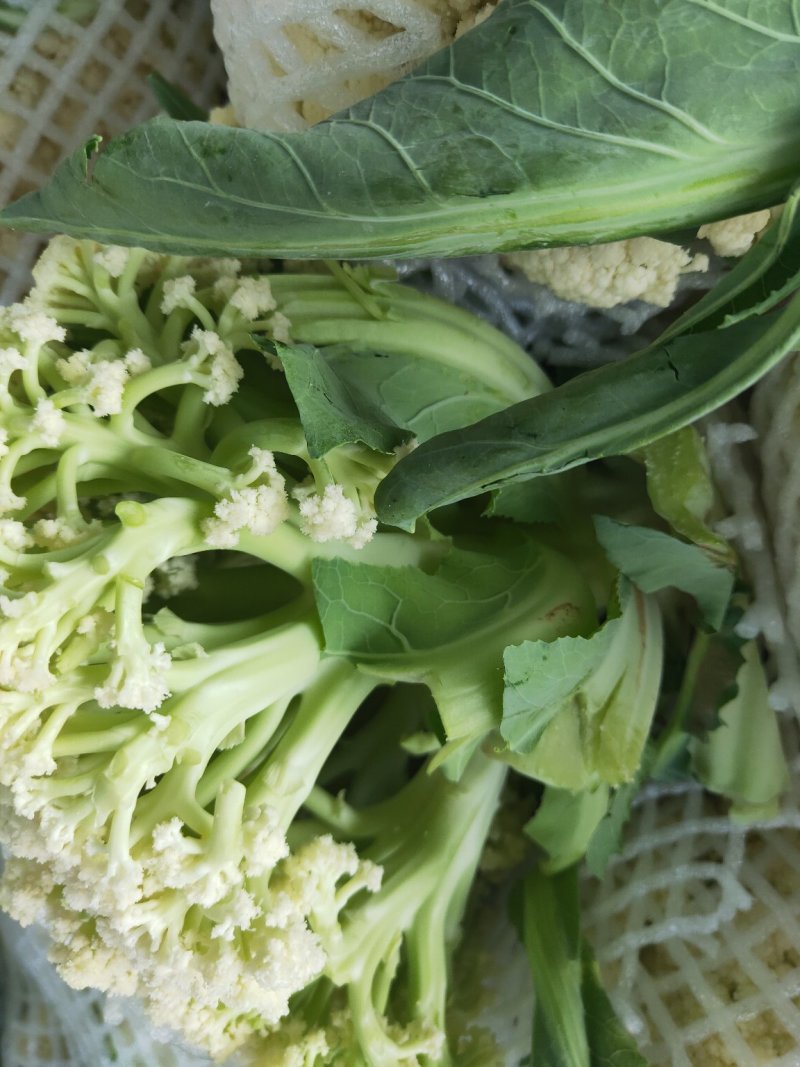 白面青梗松花菜有机花菜80