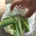 白面青梗松花菜有机花菜80