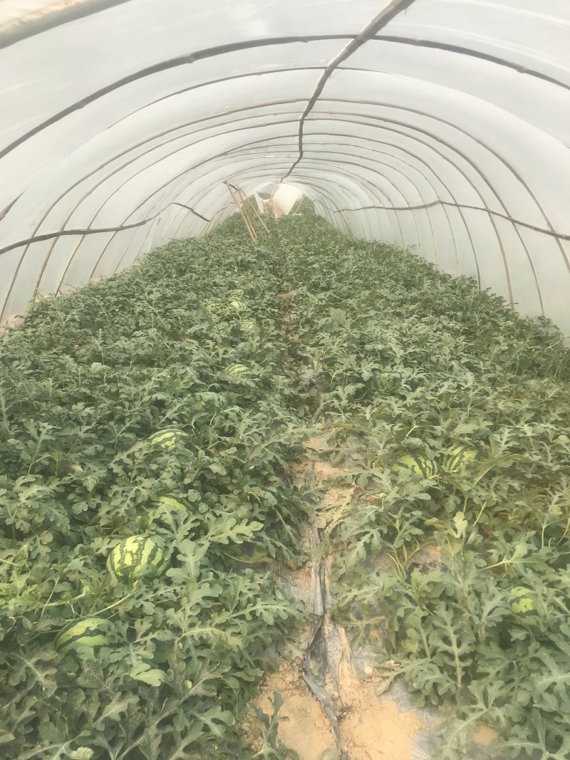 云南美都西瓜，熟悉各大产区，一手货源，业务能力强，专业