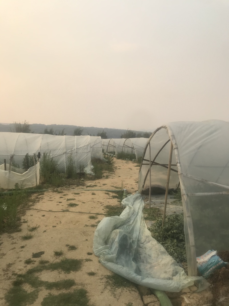 云南美都西瓜，熟悉各大产区，一手货源，业务能力强，专业