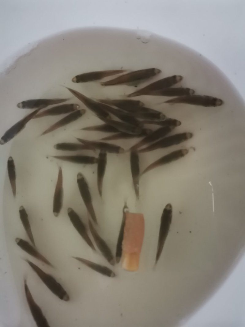 优质加州鲈鱼苗上市，全国供应