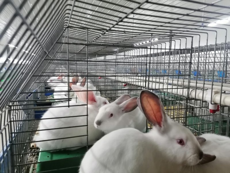 兔肉，大型养兔场供应，现杀鲜冻，常年供应，价格保持不变