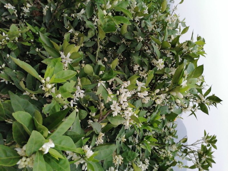 正宗奉节脐橙，一件包邮邮，新鲜水果现摘现发