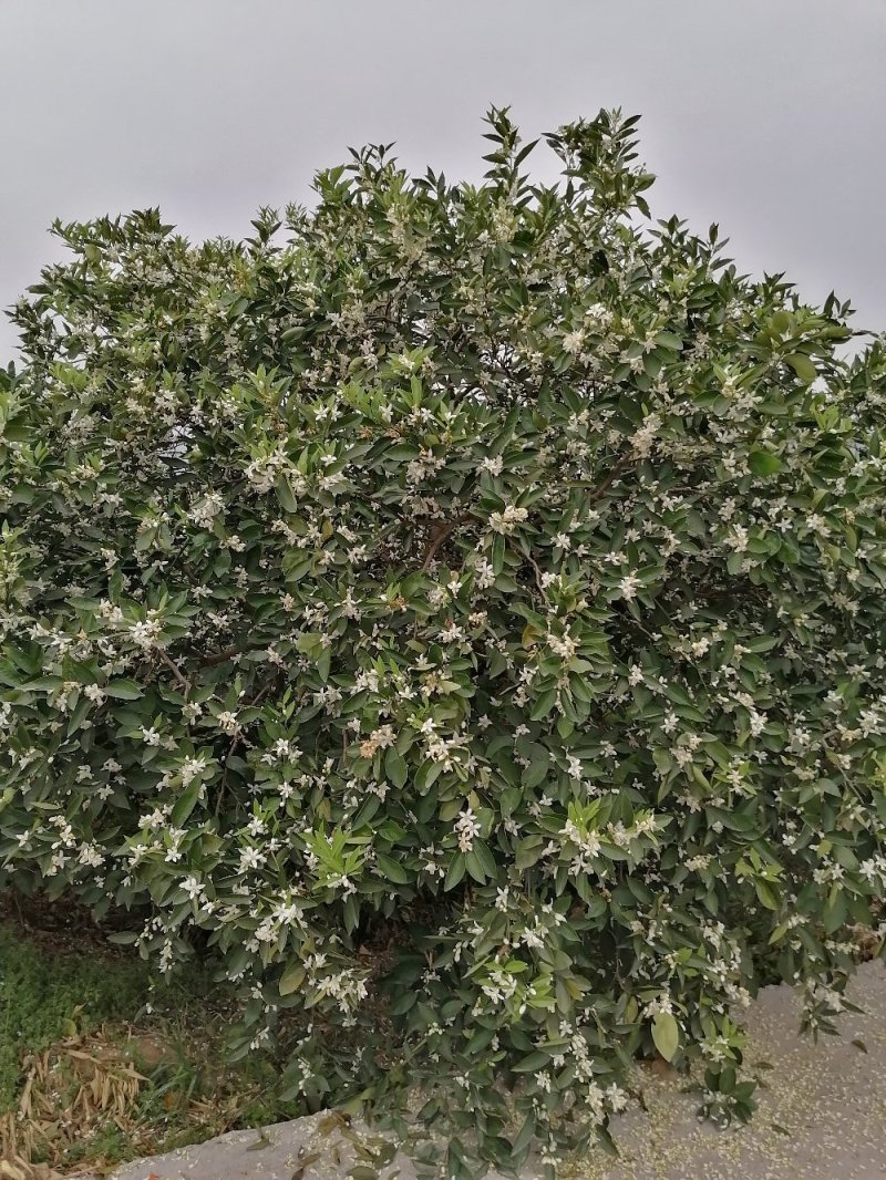 正宗奉节脐橙，一件包邮邮，新鲜水果现摘现发