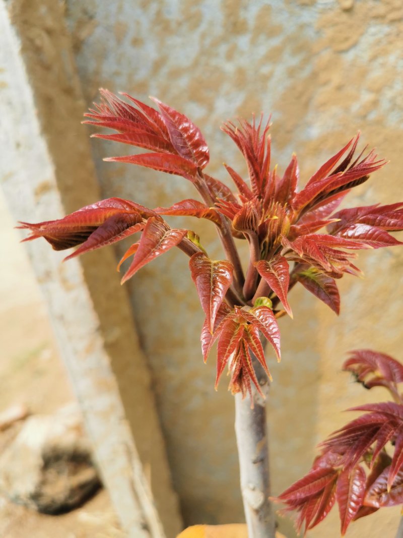 香椿芽新鲜香椿芽大棚反季节香椿芽现摘现卖