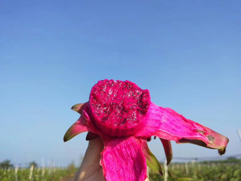 广西金都一号无痕对接发货