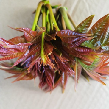 香椿芽新鲜香椿芽大棚反季节香椿芽现摘现卖