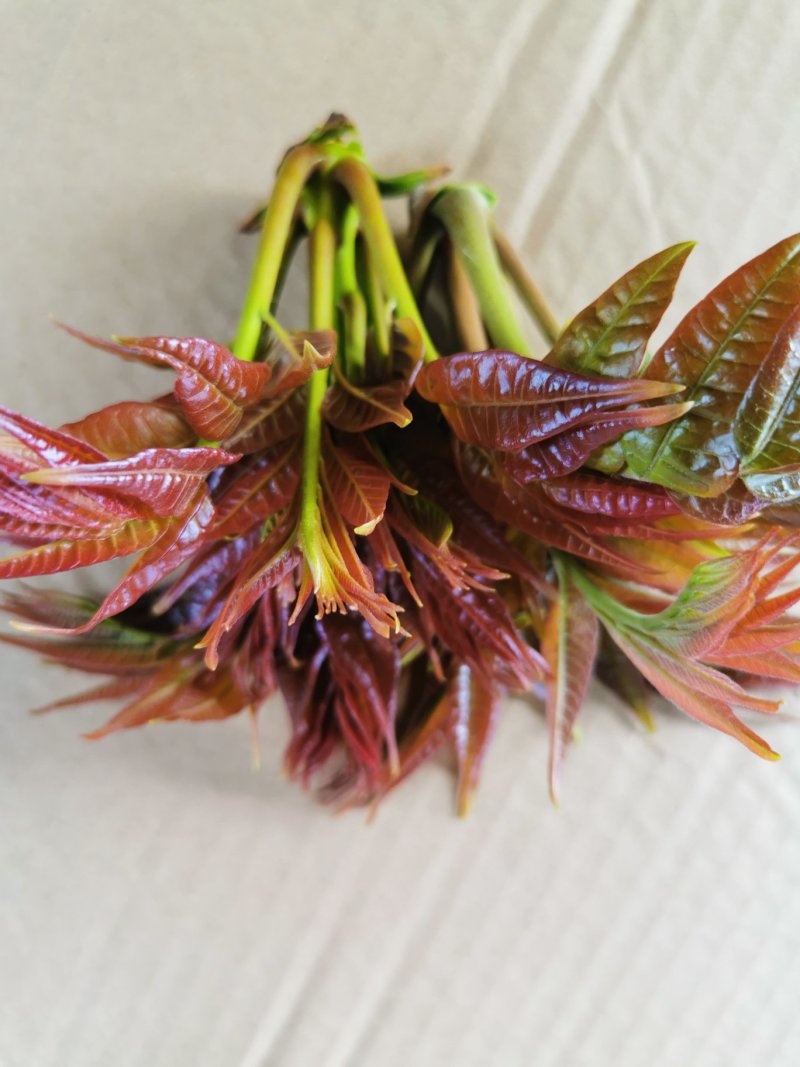 香椿芽新鲜香椿芽大棚反季节香椿芽现摘现卖
