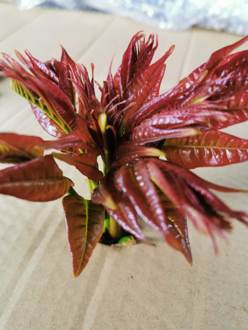 香椿芽新鲜香椿芽大棚反季节香椿芽现摘现卖