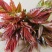 香椿芽新鲜香椿芽大棚反季节香椿芽现摘现卖