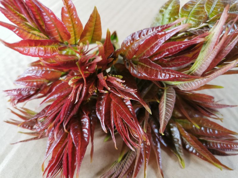 香椿芽新鲜香椿芽大棚反季节香椿芽现摘现卖