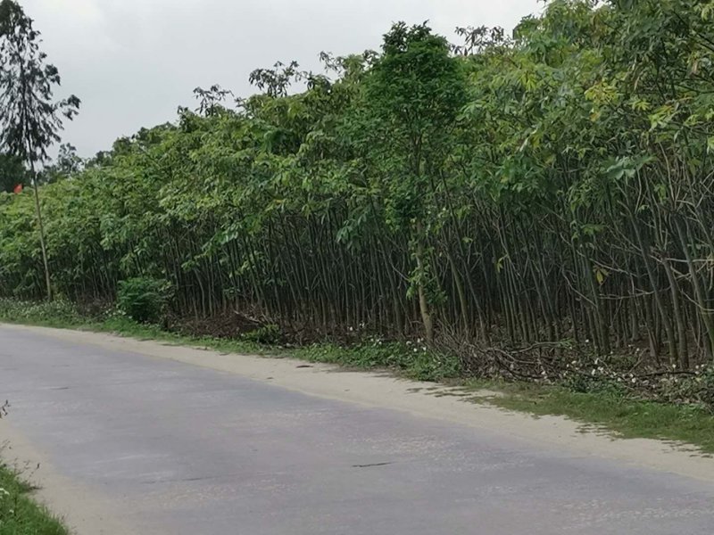 地租到期，柴火价处理，5到10分发财树