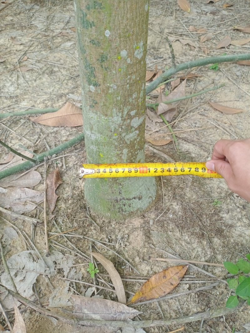 地租到期，柴火价处理，5到10分发财树