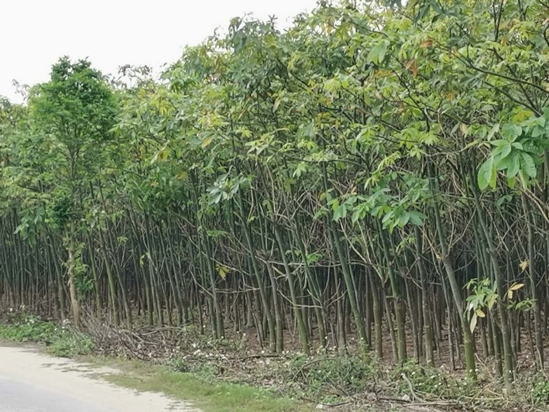 地租到期，柴火价处理，5到10分发财树