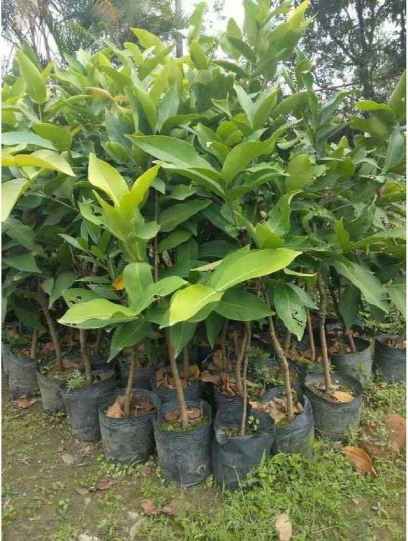 台湾黑金刚莲雾苗嫁接大叶红莲雾树苗盆栽地栽珍珠莲雾果树苗