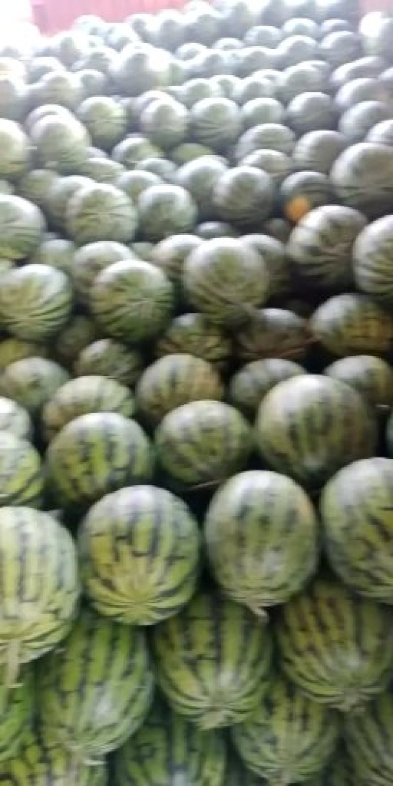 精品美度，产地直销，品种齐全，个头大，皮薄，肉厚，甜度高