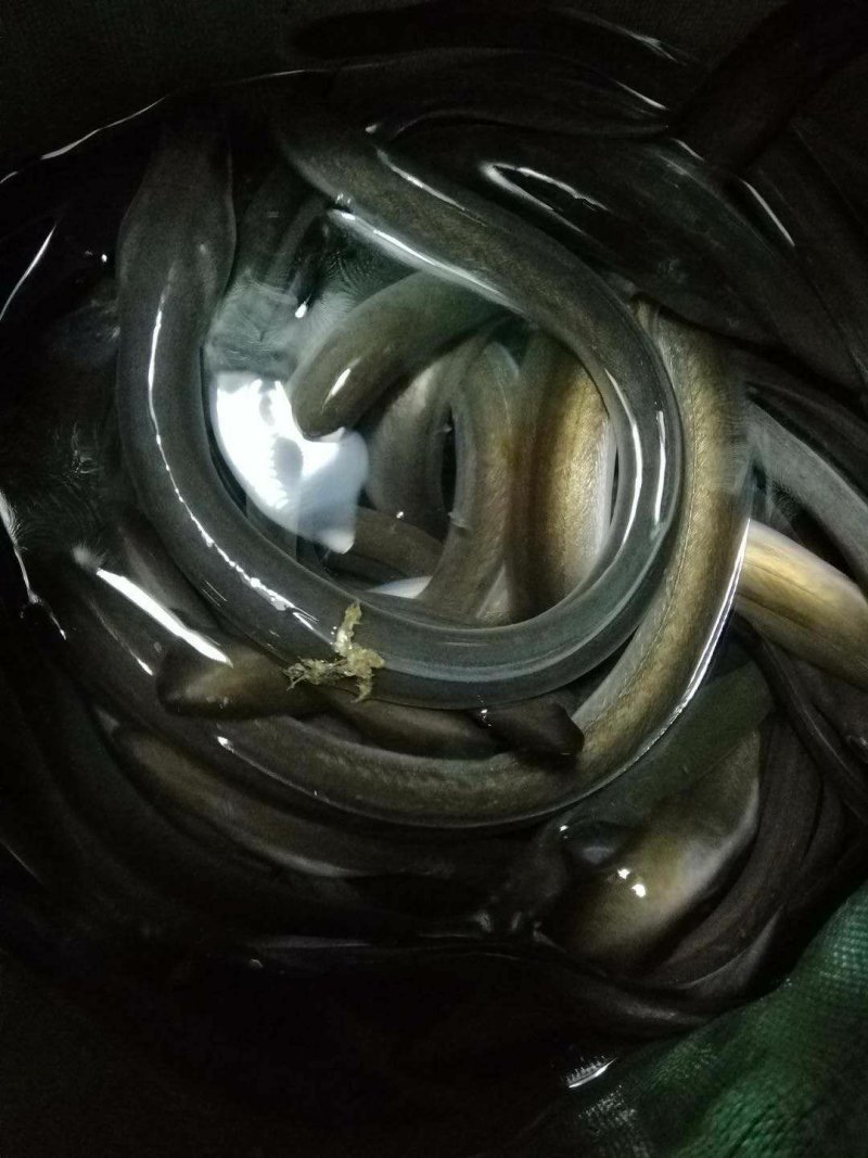 鳗鱼苗种苗养殖淡水鱼苗批发