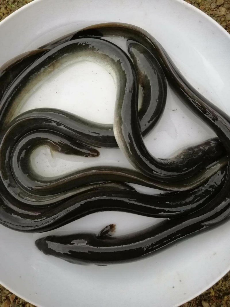 鳗鱼苗种苗养殖淡水鱼苗批发
