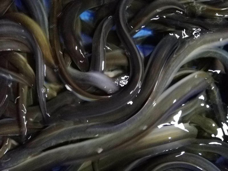 鳗鱼苗种苗养殖淡水鱼苗批发