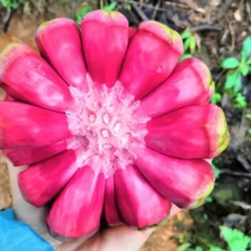 黑老虎树苗布福娜水果树苗奇异果树苗南北四季可种