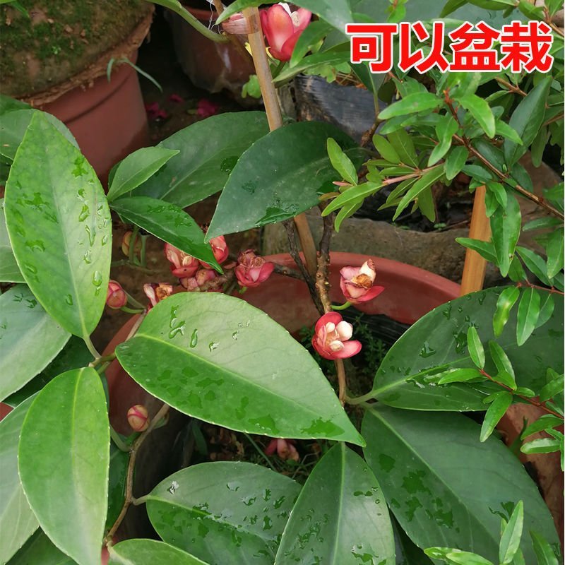 黑老虎树苗布福娜水果树苗奇异果树苗南北四季可种