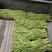 翠绿色豆角种子豇豆种颜色绿无鼠尾不鼓籽