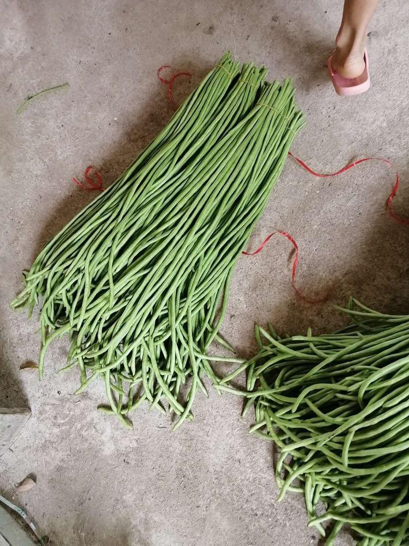 翠绿色豆角种子豇豆种颜色绿无鼠尾不鼓籽