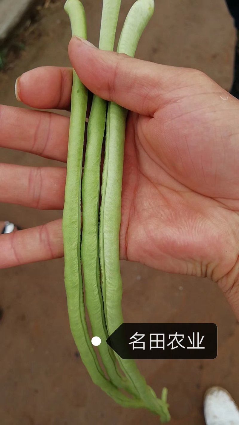 翠绿色豆角种子豇豆种颜色绿无鼠尾不鼓籽