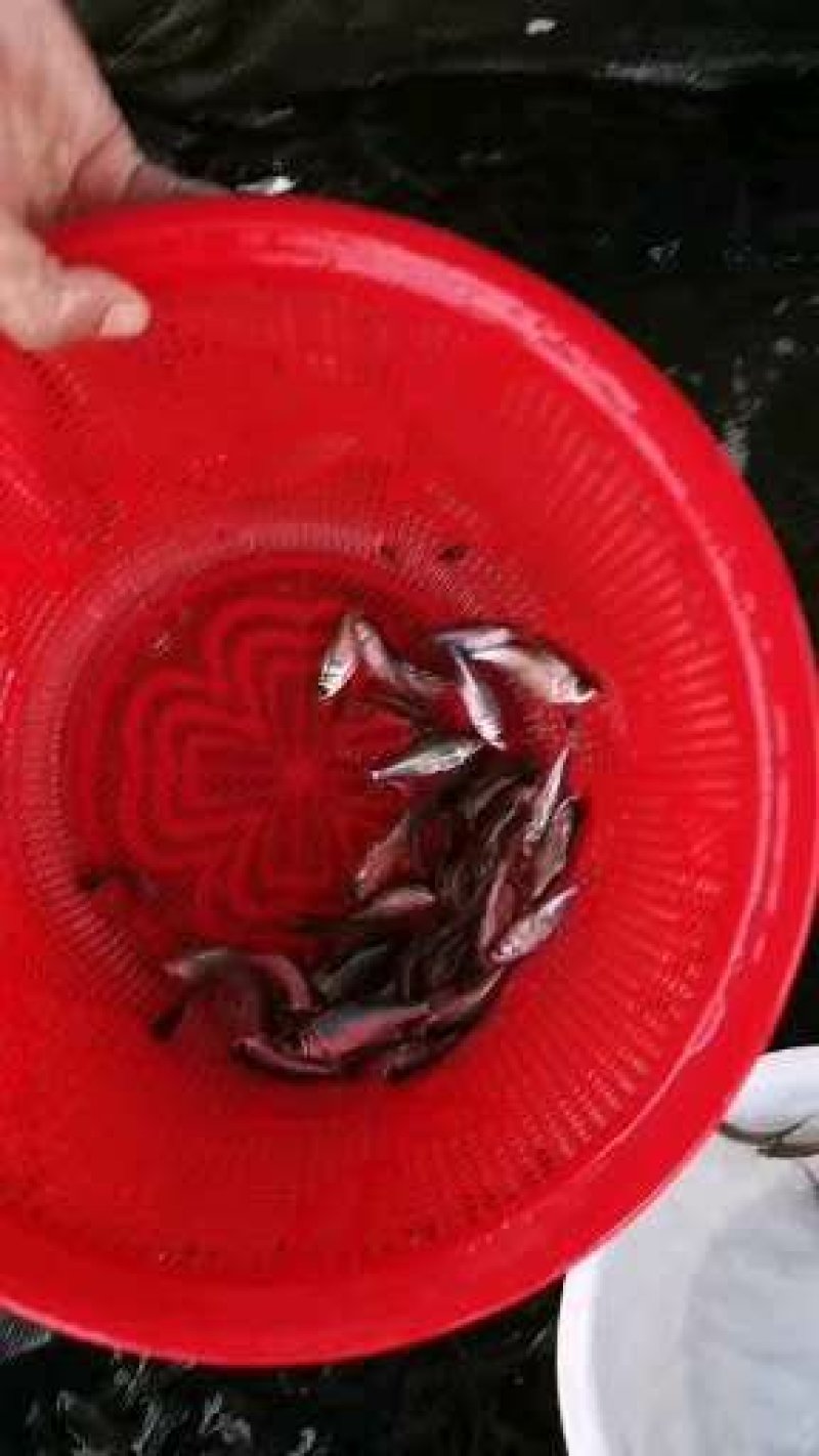 沙边、鳊鱼、边鱼，现货多种规格。养殖场直供。