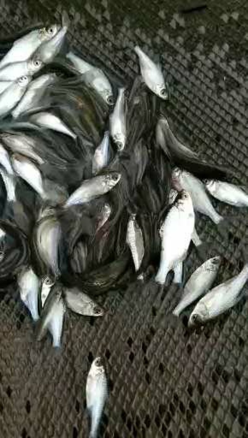 沙边、鳊鱼、边鱼，现货多种规格。养殖场直供。