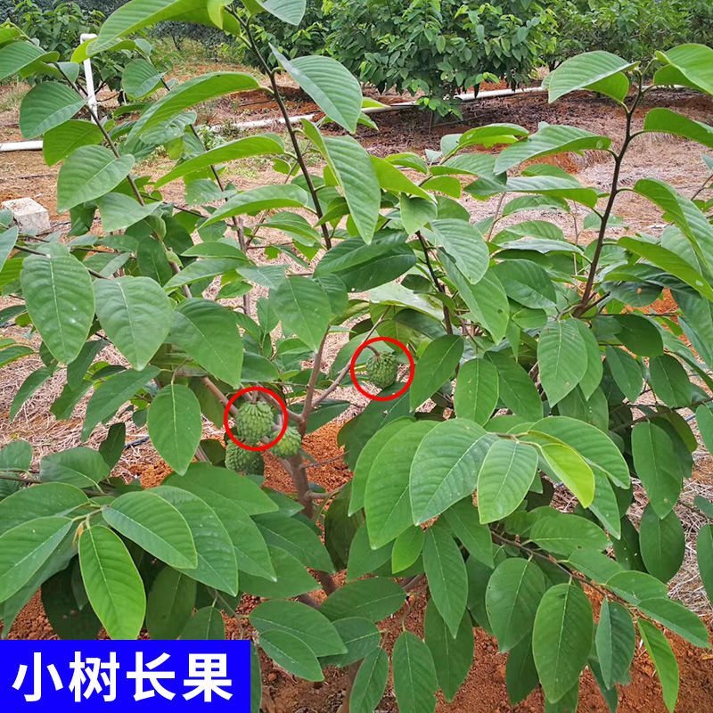 台湾凤梨释迦苗嫁接释迦果苗红皮释迦果树苗盆栽地栽果树苗