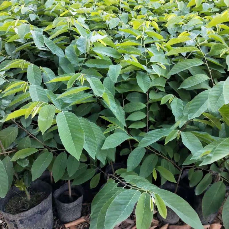 台湾凤梨释迦苗嫁接释迦果苗红皮释迦果树苗盆栽地栽果树苗