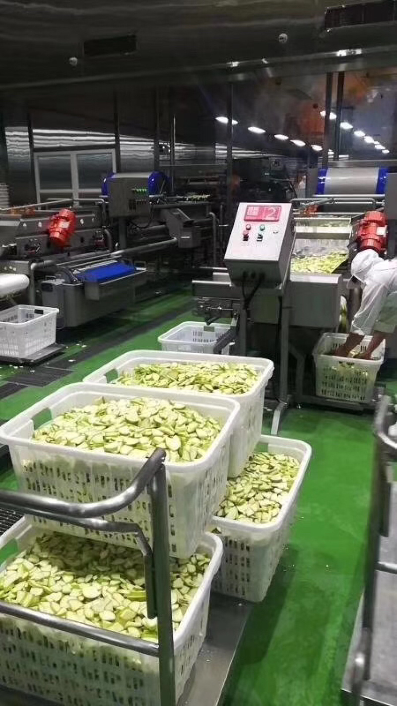 芹菜段，芹菜丁，去叶芹菜，净菜，全部厂家自产，质优价廉