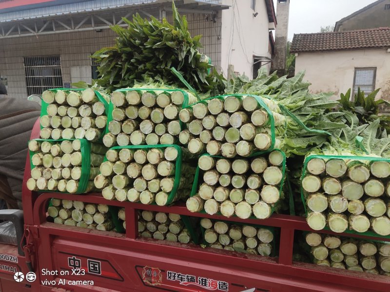 湖北当阳红莴笋大量上市中！