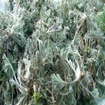 茵陈二月小茵陈绵茵陈嫩苗整棵无剪切白蒿干品无硫