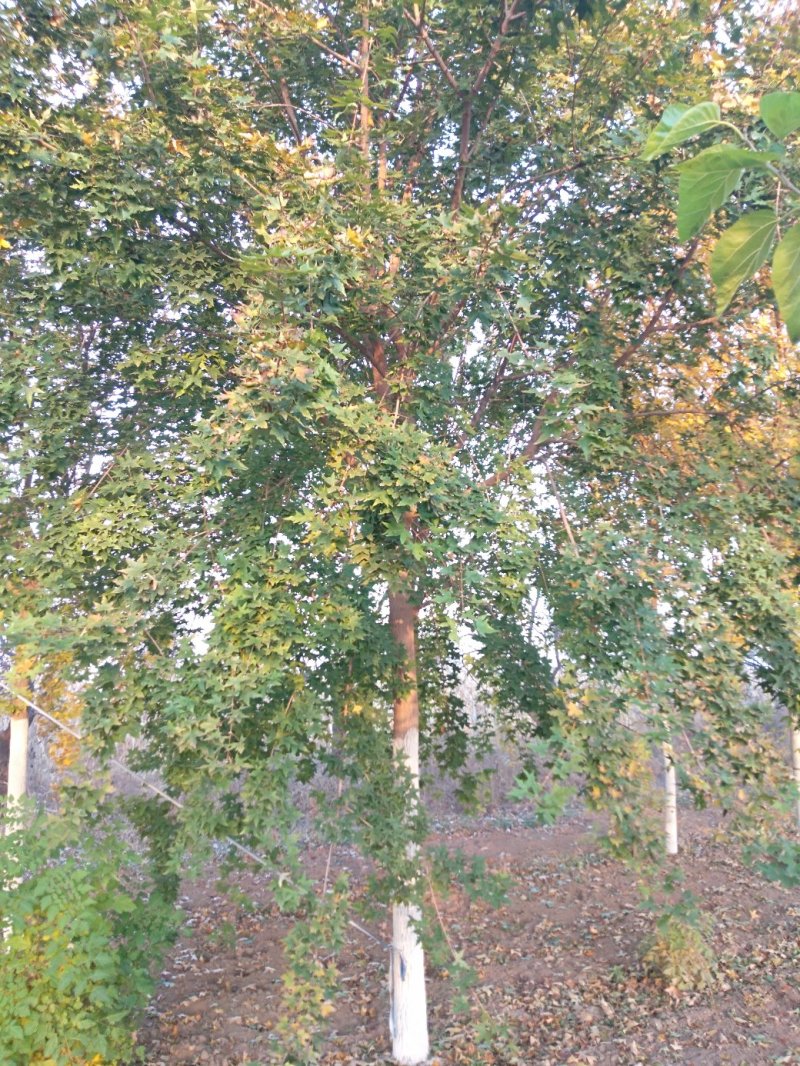 精品元宝枫，11-12公分，欢迎新朋友前来选购