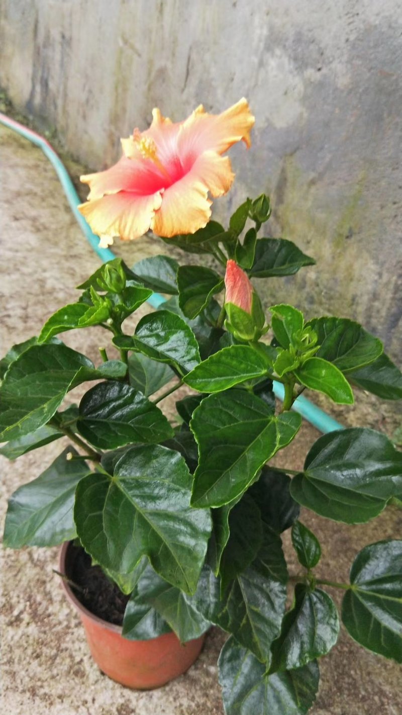 单瓣木槿