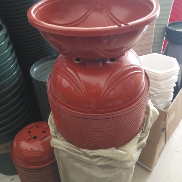 绿萝盆适合种植基地或者家庭绿萝种植