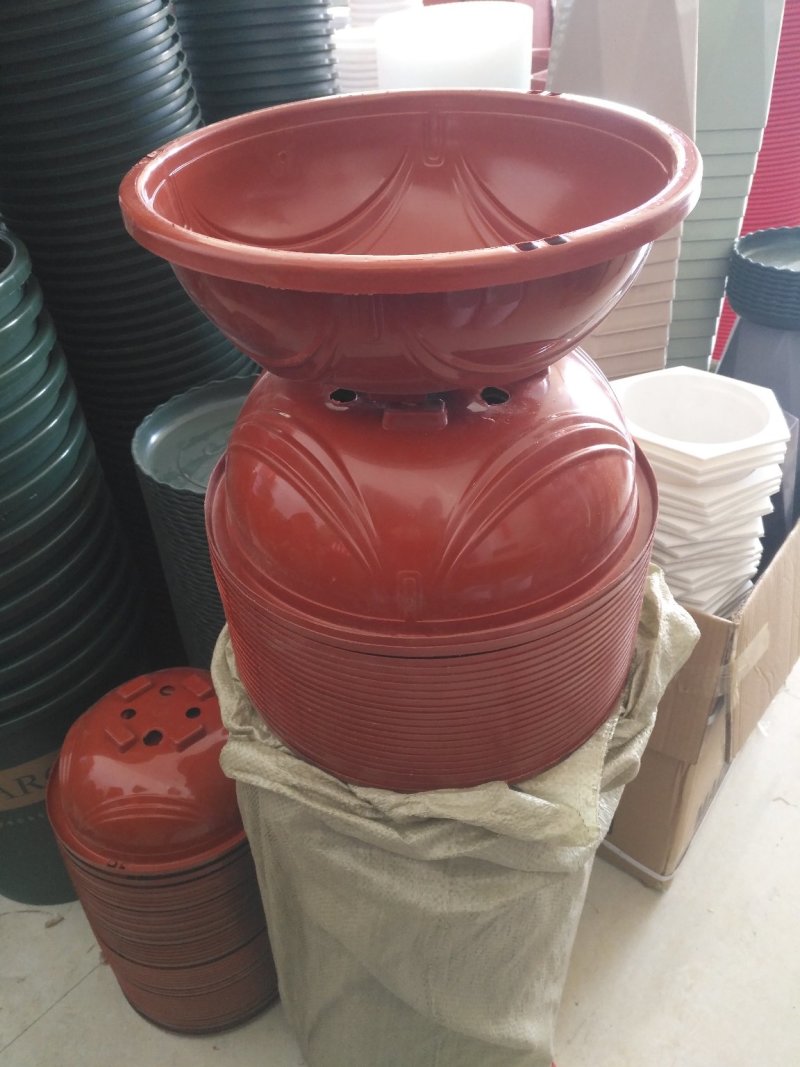 绿萝盆适合种植基地或者家庭绿萝种植