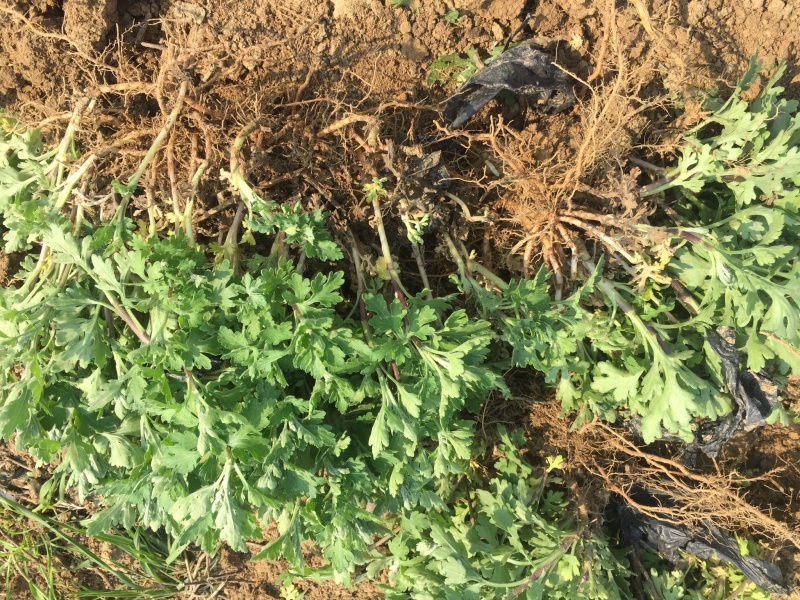 大量供应菊花苗，金丝皇菊，贡菊，七月菊，杭白菊，北京菊