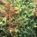 大量供应菊花苗，金丝皇菊，贡菊，七月菊，杭白菊，北京菊