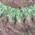 大量供应菊花苗，金丝皇菊，贡菊，七月菊，杭白菊，北京菊