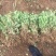大量供应菊花苗，金丝皇菊，贡菊，七月菊，杭白菊，北京菊