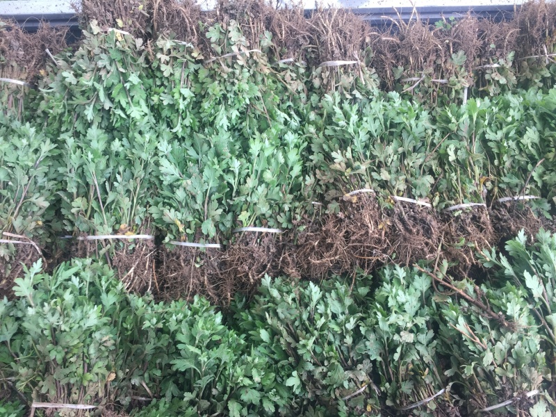 大量供应菊花苗，金丝皇菊，贡菊，七月菊，杭白菊，北京菊